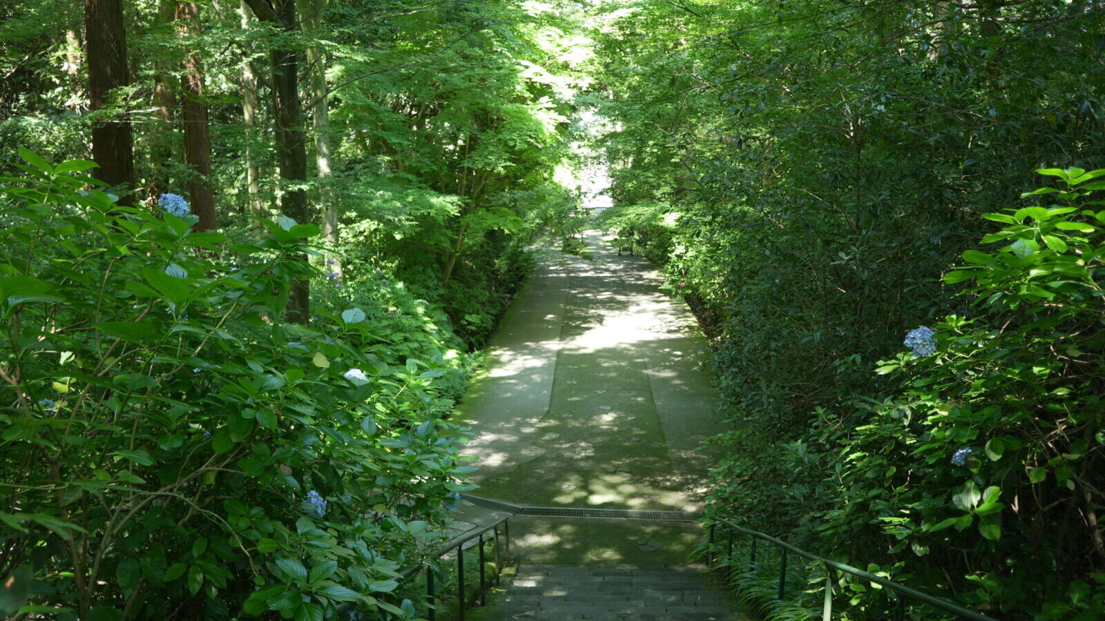 夏の鎌倉・妙本寺