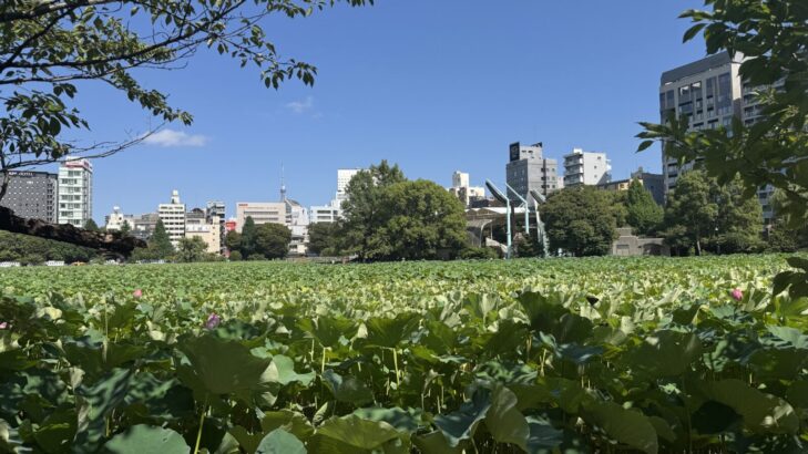 蓮（はす）の葉で一面が覆われた夏の不忍池